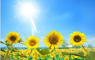 蓝天郁金香花园背景墙