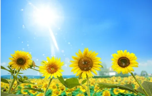 蓝天郁金香花园背景墙 蓝天郁金香花园背景墙