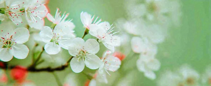 盛开的花朵立春，清新春天(1712x704)