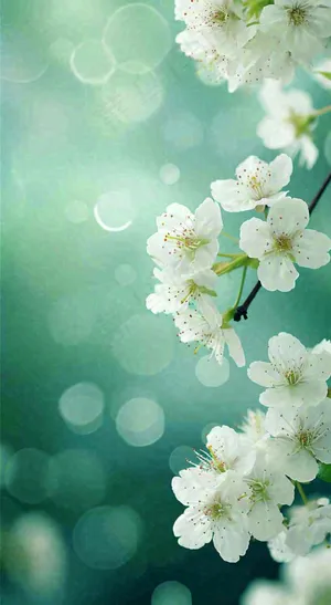 春天枝头上开满花朵，春分摄影图