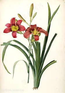 唯美水彩花卉浪漫插画