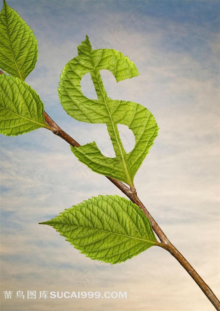 美元符号叶子图片摄影