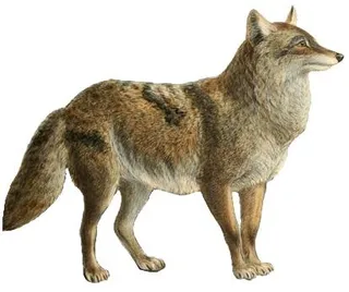 PNG豺狼土狼免抠