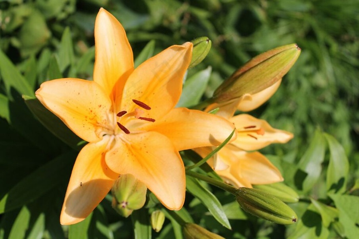高清橙色百合花图片下载
