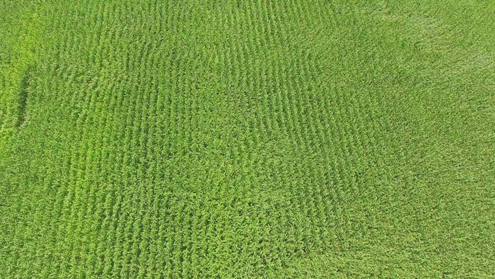 在阳光明媚的日子里，玉米田随风而动