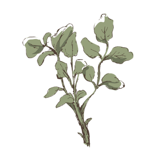 线条草本花卉手绘植物-水芹菜彩色