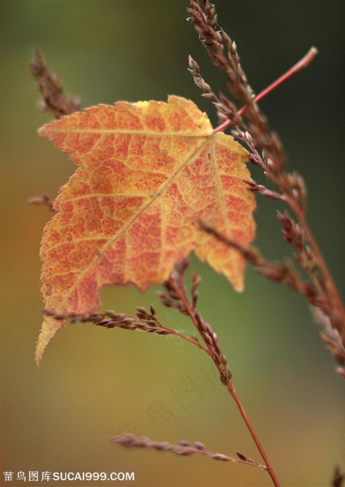 树木树叶-掉下来的树叶架在草尖上