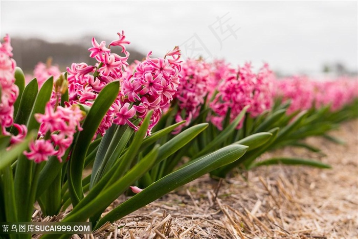 一排排的粉色鲜花