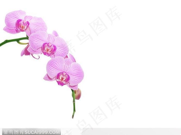 精美蝴蝶兰 兰花 粉色花枝