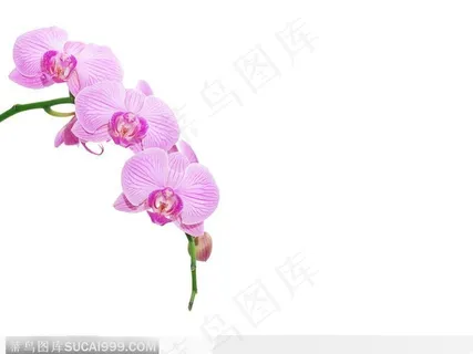 精美蝴蝶兰 兰花 粉色花枝 精美蝴蝶兰 兰花 粉色花枝