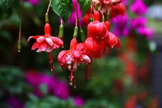 户外吊钟花背景图