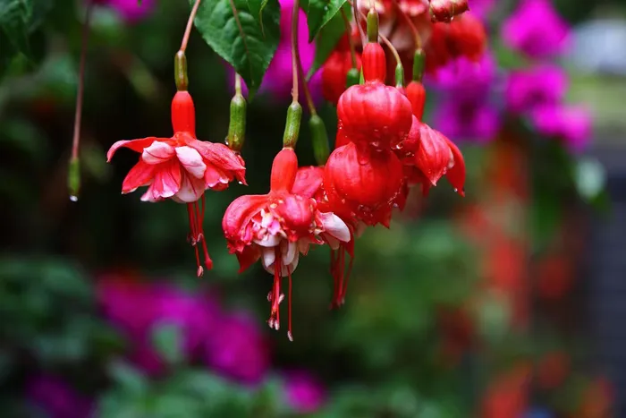 户外吊钟花背景图 户外吊钟花背景图
