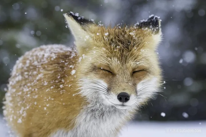 雪中的红狐野生动物狐狸图片