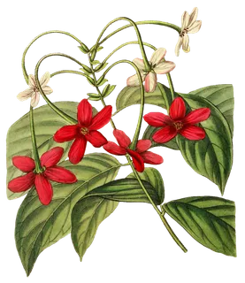 复古手绘植物花卉玫瑰花PNG免扣图案高清图片PS设计素材图