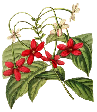 复古手绘植物花卉玫瑰花PNG免扣图案高清图片PS设计素材图