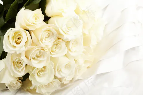 白色玫瑰花图片素材 白色玫瑰花图片素材
