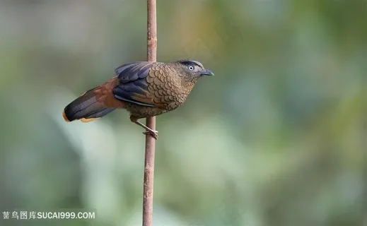 高清蓝翅希鹛鸟类摄影图片