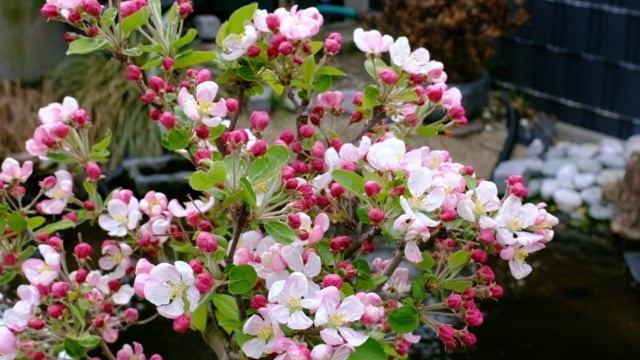 花朵, 樱桃, 盆栽, 春天, 蜜蜂, 树, 樱桃树