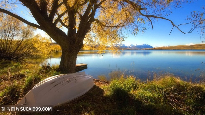 湖畔美景大树壁纸
