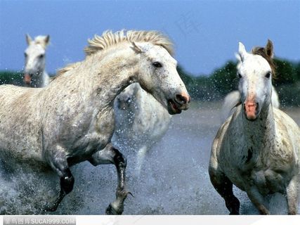 在海边奔跑的白色骏马