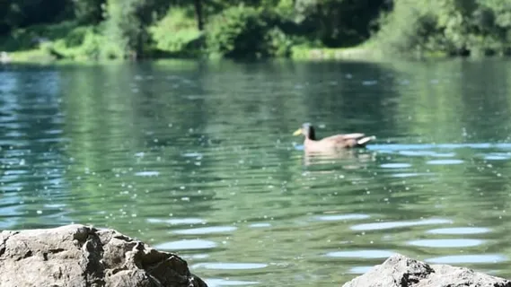 水, 湖, 河岸, 水域, 夏天, 自然, 安静, 安静的