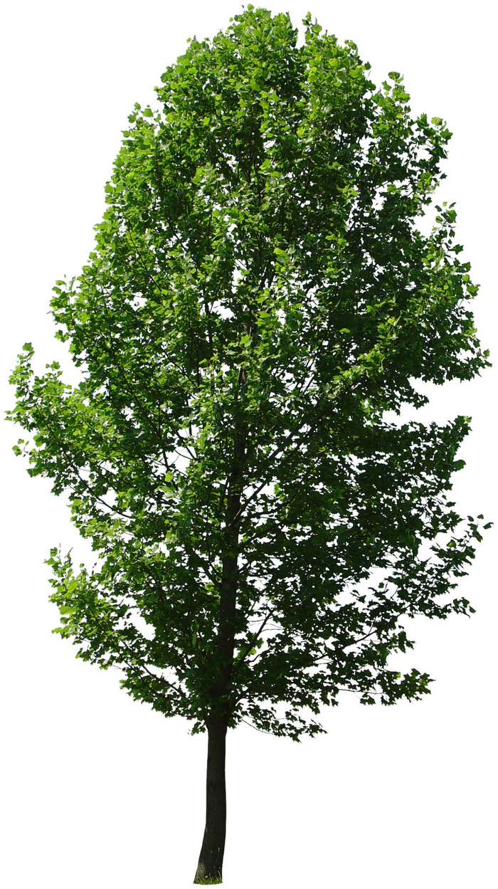 高清树木素材 免抠PSD植物素材 美术绘画园林贴图 树草灌木花草