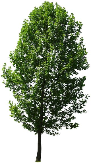 高清树木素材 免抠PSD植物素材 美术绘画园林贴图 树草灌木花草