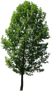 高清树木素材 免抠PSD植物素材 美术绘画园林贴图 树草灌木花草 高清树木素材 免抠PSD植物素材 美术绘画园林贴图 树草灌木花草