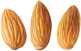 免抠干果坚果杏仁免抠