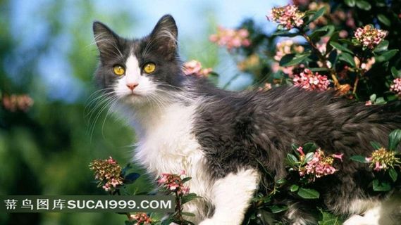 站在花丛中的波斯猫