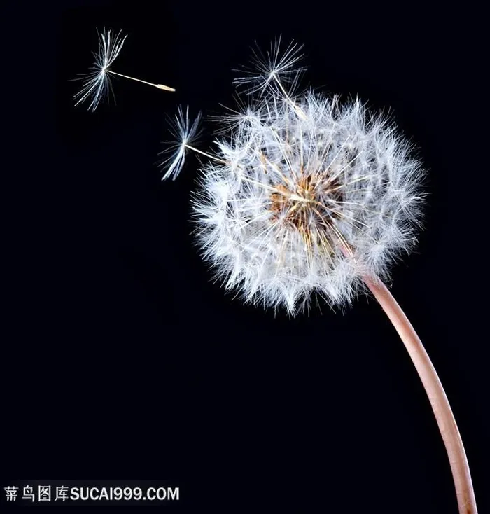 高清唯美蒲公英与种子鲜花摄影图片