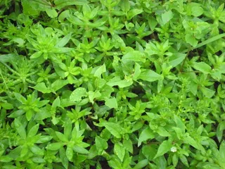 绿色花草素材图片下载