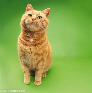 可爱猫咪-可爱的波斯猫