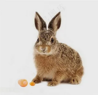 黄褐毛色的兔 自然动物