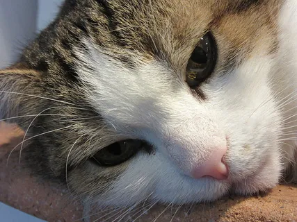 可爱猫咪 动物 素材 奶萌 (37) 可爱猫咪 动物 素材 奶萌 (37)