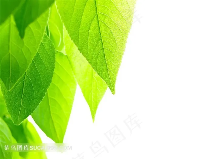 淡雅春意背景图片