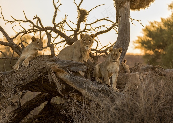 唯美野生动物黄昏下的狮子图片