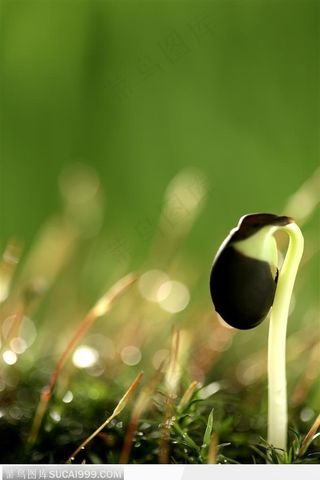 破土而出的种子高清图片