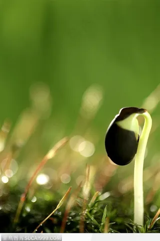 破土而出的种子高清图片