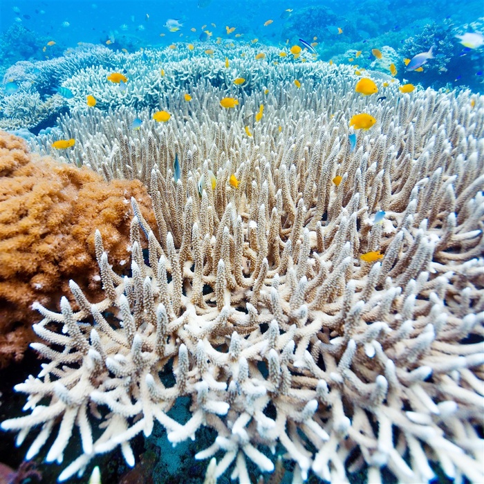 海底珊瑚图片