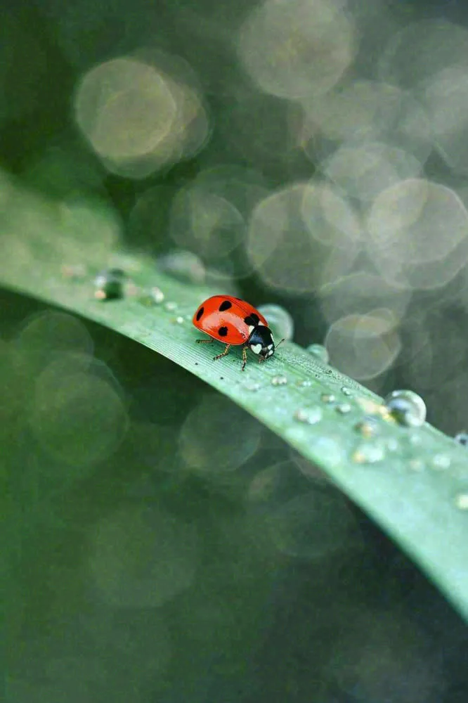 春夏雨天雨水七星瓢虫叶子，昆虫，小暑大暑白露雨水谷雨摄影图(896x1344)