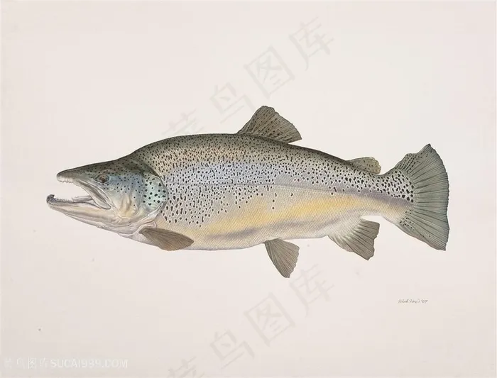 水彩艺术鱼高清插画
