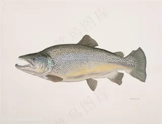 水彩艺术鱼高清插画