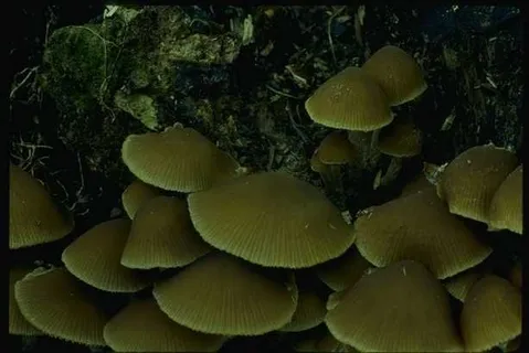 蘑菇图片 蘑菇图片
