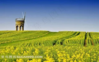 唯美田园黄色油菜花地图片