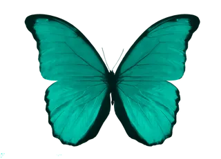 蝴蝶青色蝴蝶免抠图