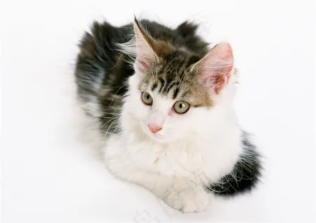 目瞪口呆的猫咪图片 目瞪口呆的猫咪图片
