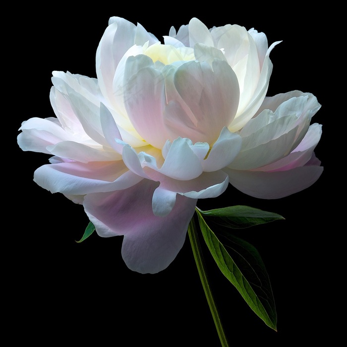 超高清唯美芍药鲜花图片素材