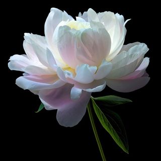 超高清唯美芍药鲜花图片素材