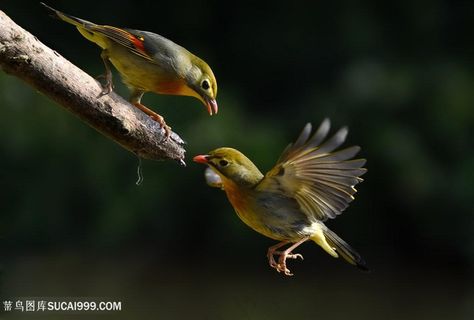 相思鸟高清图片鸟图片素材